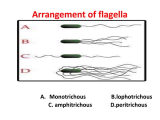 Arrangement of flagella
A. Monotrichous B.lophotrichous
C. amphitrichous D.peritrichous
 