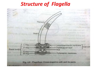 Structure of Flagella
 