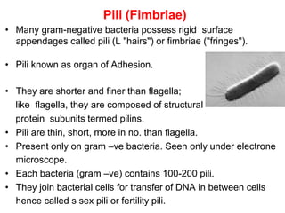 Pili (Fimbriae)
• Many gram-negative bacteria possess rigid surface
appendages called pili (L "hairs") or fimbriae ("fringes").
• Pili known as organ of Adhesion.
• They are shorter and finer than flagella;
like flagella, they are composed of structural
protein subunits termed pilins.
• Pili are thin, short, more in no. than flagella.
• Present only on gram –ve bacteria. Seen only under electrone
microscope.
• Each bacteria (gram –ve) contains 100-200 pili.
• They join bacterial cells for transfer of DNA in between cells
hence called s sex pili or fertility pili.
 