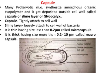 Capsule
• Many Prokaryotic m.o. synthesize amorphous organic
exopolymer and it get deposited outside cell wall called
capsule or slime layer or Glycocalyx..
• Capsule- Tightly attach to cell wall
• Slime layer- loosely attach to cell wall of bacteria
• It is thin having size less than 0.2µm called microcapsule
• It is thick having size more than 0.2- 10 µm called macro
capsule.
 