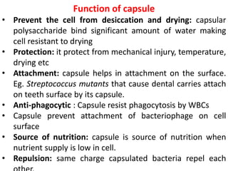 Function of capsule
• Prevent the cell from desiccation and drying: capsular
polysaccharide bind significant amount of water making
cell resistant to drying
• Protection: it protect from mechanical injury, temperature,
drying etc
• Attachment: capsule helps in attachment on the surface.
Eg. Streptococcus mutants that cause dental carries attach
on teeth surface by its capsule.
• Anti-phagocytic : Capsule resist phagocytosis by WBCs
• Capsule prevent attachment of bacteriophage on cell
surface
• Source of nutrition: capsule is source of nutrition when
nutrient supply is low in cell.
• Repulsion: same charge capsulated bacteria repel each
 