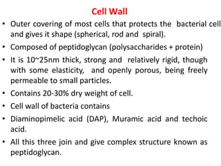 Cell Wall
• Outer covering of most cells that protects the bacterial cell
and gives it shape (spherical, rod and spiral).
• Composed of peptidoglycan (polysaccharides + protein)
• It is 10~25nm thick, strong and relatively rigid, though
with some elasticity, and openly porous, being freely
permeable to small particles.
• Contains 20-30% dry weight of cell.
• Cell wall of bacteria contains
• Diaminopimelic acid (DAP), Muramic acid and techoic
acid.
• All this three join and give complex structure known as
peptidoglycan.
 