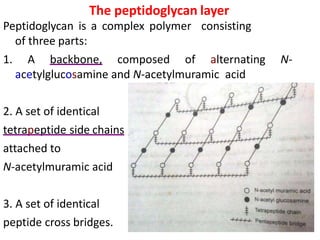 The peptidoglycan layer
Peptidoglycan is a complex polymer consisting
of three parts:
1. A backbone, composed of alternating N-
acetylglucosamine and N-acetylmuramic acid
2. A set of identical
tetrapeptide side chains
attached to
N-acetylmuramic acid
3. A set of identical
peptide cross bridges.
 