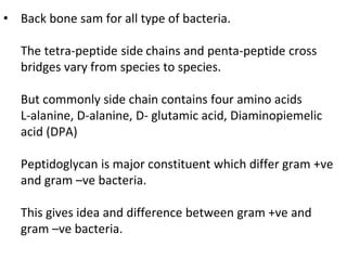 • Back bone sam for all type of bacteria.
The tetra-peptide side chains and penta-peptide cross
bridges vary from species to species.
But commonly side chain contains four amino acids
L-alanine, D-alanine, D- glutamic acid, Diaminopiemelic
acid (DPA)
Peptidoglycan is major constituent which differ gram +ve
and gram –ve bacteria.
This gives idea and difference between gram +ve and
gram –ve bacteria.
 