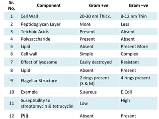 Sr.
No.
Component Gram +ve Gram –ve
1 Cell Wall 20-30 nm Thick. 8-12 nm Thin
2 Peptidoglycan Layer More Less
3 Teichoic Acids Present Absent
4 Polysaccharide Present Absent
5 Lipid Absent Present More
6 Cell wall Simple Complex
7 Effect of lysosome Easily destroyed Resistant
8 Lipid Absent Present
9 Flagellar Structure
2 rings present
(S & M)
4 rings present
10 Example S.aureus E.Coli
11
Suseptibility to
streptomycin & tetracyclin
Low
High
12 Pili Absent Present
 