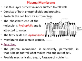 Plasma Membrane
• It is thin layer present in inner surface to cell wall.
• Consists of both phospholipids and proteins.
• Protects the cell from its surroundings.
• The phosphate end of the
molecule is hydrophilic and is
attracted to water.
• The fatty acids are hydrophobic.
• Membrane also contain protein.
 Function :
• The plasma membrane is selectively permeable in
that is helps control what moves into and out of cell.
• Provide mechanical strength, Passage of nutrients.
 