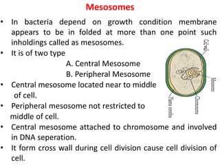 Mesosomes
• In bacteria depend on growth condition membrane
appears to be in folded at more than one point such
inholdings called as mesosomes.
• It is of two type
A. Central Mesosome
B. Peripheral Mesosome
• Central mesosome located near to middle
of cell.
• Peripheral mesosome not restricted to
middle of cell.
• Central mesosome attached to chromosome and involved
in DNA seperation.
• It form cross wall during cell division cause cell division of
cell.
 