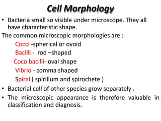Cell Morphology
• Bacteria small so visible under microscope. They all
have characteristic shape.
The common microscopic morphologies are :
Cocci -spherical or ovoid
Bacilli - rod –shaped
Coco bacilli- oval shape
Vibrio - comma shaped
Spiral ( spirillum and spirochete )
• Bacterial cell of other species grow separately .
• The microscopic appearance is therefore valuable in
classification and diagnosis.
 