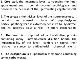 1. Core wall, the innermost layer surrounding the inner
spore membrane. It contains normal peptidoglycan and
becomes the cell wall of the germinating vegetative cell.
2. The cortex is the thickest layer of the spore envelope. It
contains an unusual type of peptidoglycan.
Cortex peptidoglycan is extremely sensitive to lysozyme,
and its autolysis plays a role in spore germination.
3. The coat is composed of a keratin-like protein
containing many intramolecular disulfide bonds. The
impermeability of this layer confers on spores their
relative resistance to antibacterial chemical agents.
4. The exosporium is a lipoprotein membrane containing
some carbohydrate.
 
