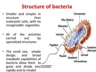 Structure of bacteria
• Smaller and simpler in
structure than
eukaryotic cells, with no
recognizable organelles.
• All of the activities
carried out by
specialized structures.
• The small size, simple
design, and broad
metabolic capabilities of
bacteria allow them to
grow and divide very
rapidly and to inhabit
 