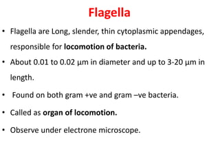 Flagella
• Flagella are Long, slender, thin cytoplasmic appendages,
responsible for locomotion of bacteria.
• About 0.01 to 0.02 µm in diameter and up to 3-20 µm in
length.
• Found on both gram +ve and gram –ve bacteria.
• Called as organ of locomotion.
• Observe under electrone microscope.
 