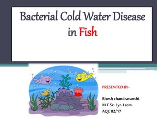 Bacterial Cold Water Disease
in Fish
PRESENTEDBY-
Ritesh chandravanshi
M.F.Sc. Iyr. I sem.
AQC02/17
 