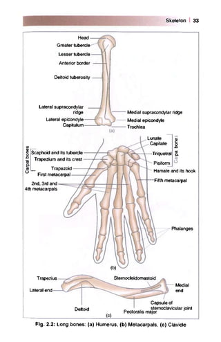 Lesser Multang Bone bd-chaurasias-handbook-of-general-anatomy-12-57_compressed.pdf