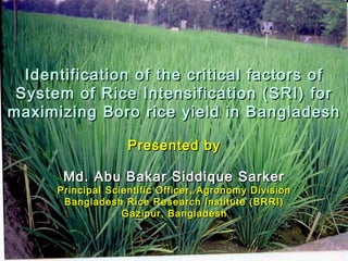 Identification of the critical factors ofIdentification of the critical factors of
System of Rice Intensification (SRI) forSystem of Rice Intensification (SRI) for
maximizing Boro rice yield in Bangladeshmaximizing Boro rice yield in Bangladesh
Presented byPresented by
Md. Abu Bakar Siddique SarkerMd. Abu Bakar Siddique Sarker
Principal Scientific Officer, Agronomy DivisionPrincipal Scientific Officer, Agronomy Division
Bangladesh Rice Research Institute (BRRI)Bangladesh Rice Research Institute (BRRI)
Gazipur, BangladeshGazipur, Bangladesh
 