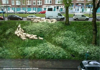 SCHAPEN IN SPANGEN | JELLE VAN DER MOLEN
 