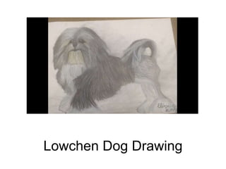 Lowchen Dog Drawing
 