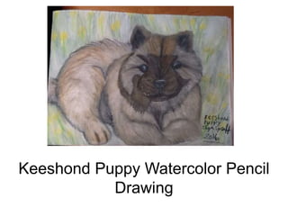 Keeshond Puppy Watercolor Pencil
Drawing
 