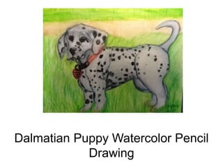 Dalmatian Puppy Watercolor Pencil
Drawing
 
