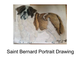 Saint Bernard Portrait Drawing
 