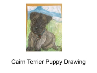 Cairn Terrier Puppy Drawing
 