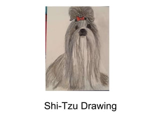 Shi-Tzu Drawing
 