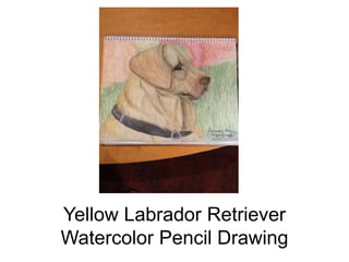 Yellow Labrador Retriever
Watercolor Pencil Drawing
 