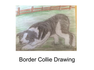 Border Collie Drawing
 