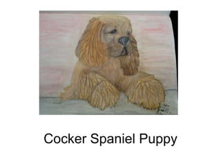 Cocker Spaniel Puppy
 