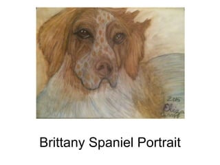 Brittany Spaniel Portrait
 