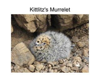 Kittlitz's Murrelet
 