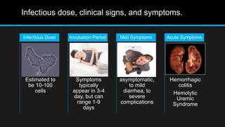 Infectious dose, clinical signs, and symptoms.
Estimated to
be 10-100
cells
Infectious Dose
Symptoms
typically
appear in 3-4
day, but can
range 1-9
days
Incubation Period
asymptomatic,
to mild
diarrhea, to
severe
complications
Mild Symptoms
Hemorrhagic
colitis
Hemolytic
Uremic
Syndrome
Acute Symptoms
 