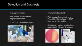 Detection and Diagnosis
• In raw, ground beef:
• Real-time PCR with Immuno-
magnetic separation
• ELISA, VIP, chromogenic agars
• In symptomatic patients:
• Plate bloody stool sample on to
Phenol Red Sorbitol agar – O157
does not ferment sorbitol
• Serologically confirm isolates from
agar using O157 and H7 antigens
 
