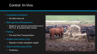 Control: In-Vivo
• Competetive Exlclsuion
• No field trials yet
• Beta-agonists (Ractopamine)
• Illegal to use almost everywhere but in
the U.S. & questionable results
• Fasting
• Pre and Post Transportation
• Sudden feed switch to hay
• Results in lower slaughter weight
• Direct Fed Microbials (DFM)
• Probiotics
 