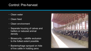 Control: Pre-harvest
• Clean water
• Clean feed
• Clean environment
• Separate housing of calves and
heifers or reduced animal
density
• Biosecurity – wildlife exclusion
to the fullest extent possible
• Bacteriophage sprayed on hide
of live cattle in holding pens
 