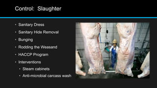 Control: Slaughter
• Sanitary Dress
• Sanitary Hide Removal
• Bunging
• Rodding the Weasand
• HACCP Program
• Interventions
• Steam cabinets
• Anti-microbial carcass wash
 