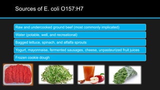 Sources of E. coli O157:H7
Raw and undercooked ground beef (most commonly implicated)
Water (potable, well, and recreational)
Bagged lettuce, spinach, and alfalfa sprouts
Yogurt, mayonnaise, fermented sausages, cheese, unpasteurized fruit juices
Frozen cookie dough
 