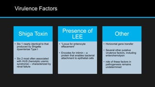 Virulence Factors
Shiga Toxin
• Stx 1 nearly identical to that
produced by Shigella
dysenteriae Type I
• Stx 2 most often associated
with HUS (hemolytic uremic
syndrome) – characterized by
renal failure
Presence of
LEE
• “Locus for enterocyte
effacement”
• Encodes for intimin – a
protein that enables bacterial
attachment to epithelial cells
Other
• Horizontal gene transfer
• Several other putative
virulence factors, including
enterohemolysin
• role of these factors in
pathogenesis remains
undetermined
 