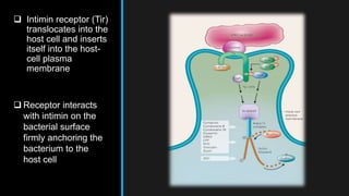  Intimin receptor (Tir)
translocates into the
host cell and inserts
itself into the host-
cell plasma
membrane
 Receptor interacts
with intimin on the
bacterial surface
firmly anchoring the
bacterium to the
host cell
 