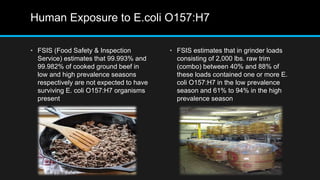 Human Exposure to E.coli O157:H7
• FSIS (Food Safety & Inspection
Service) estimates that 99.993% and
99.982% of cooked ground beef in
low and high prevalence seasons
respectively are not expected to have
surviving E. coli O157:H7 organisms
present
• FSIS estimates that in grinder loads
consisting of 2,000 lbs. raw trim
(combo) between 40% and 88% of
these loads contained one or more E.
coli O157:H7 in the low prevalence
season and 61% to 94% in the high
prevalence season
 
