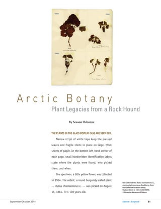 THE PLANTS IN THE GLASS DISPLAY CASE ARE VERY OLD.
Narrow strips of white tape keep the pressed
leaves and fragile stems in place on large, thick
sheets of paper. In the bottom left-hand corner of
each page, small handwritten identification labels
state where the plants were found, who picked
them, and when.
One specimen, a little yellow flower, was collected
in 1904. The oldest, a round burgundy leafed plant
— Rubus chamaemorus L. — was picked on August
15, 1884. It is 130 years old.
September/October 2014 above & beyond 31
Plant Legacies from a Rock Hound
A r c t i c B o t a n y
By Season Osborne
Bell collected this Rubus chamaemorus L.,
commonly known as a cloudberry, from
four different locations along
Hudson Strait in 1884. CAN 70090,
© Canadian Museum of Nature
 