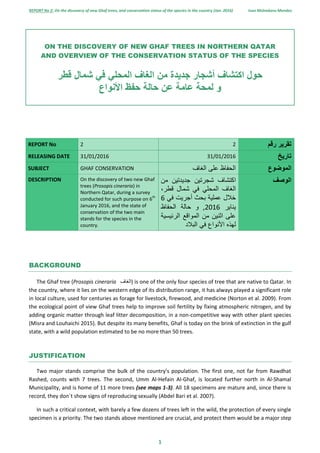 REPORT No 2: On the discovery of new Ghaf trees, and conservation status of the species in the country (Jan. 2016) Ivan Mohedano Mendez
1
ON THE DISCOVERY OF NEW GHAF TREES IN NORTHERN QATAR
AND OVERVIEW OF THE CONSERVATION STATUS OF THE SPECIES
‫حول‬‫اكتشاف‬‫أشجار‬‫جديدة‬‫من‬‫الغاف‬‫المحلي‬‫في‬‫شمال‬‫قطر‬
‫و‬‫لمحة‬‫عامة‬‫عن‬‫حالة‬‫حفظ‬‫األنواع‬
REPORT No 2 2 ‫تقرير‬‫رقم‬
RELEASING DATE 31/01/2016 31/01/2016 ‫تاريخ‬
SUBJECT GHAF CONSERVATION ‫الغاف‬ ‫على‬ ‫الحفاظ‬ ‫الموضوع‬
DESCRIPTION On the discovery of two new Ghaf
trees (Prosopis cineraria) in
Northern Qatar, during a survey
conducted for such purpose on 6
th
January 2016, and the state of
conservation of the two main
stands for the species in the
country.
‫اكتشاف‬‫شجرتين‬‫من‬ ‫جديدتين‬
‫المحلي‬ ‫الغاف‬‫في‬‫شمال‬،‫قطر‬
‫خالل‬‫عملية‬‫بحث‬‫أجريت‬‫في‬6
‫يناير‬6106,‫و‬‫حالة‬‫الحفاظ‬
‫على‬‫اثنين‬‫من‬‫المواقع‬‫الرئيسية‬
‫لهذه‬‫األنواع‬‫في‬‫البالد‬
‫الوصف‬
BACKGROUND
The Ghaf tree (Prosopis cineraria ‫ال‬‫غاف‬ ) is one of the only four species of tree that are native to Qatar. In
the country, where it lies on the western edge of its distribution range, it has always played a significant role
in local culture, used for centuries as forage for livestock, firewood, and medicine (Norton et al. 2009). From
the ecological point of view Ghaf trees help to improve soil fertility by fixing atmospheric nitrogen, and by
adding organic matter through leaf litter decomposition, in a non-competitive way with other plant species
(Misra and Louhaichi 2015). But despite its many benefits, Ghaf is today on the brink of extinction in the gulf
state, with a wild population estimated to be no more than 50 trees.
JUSTIFICATION
Two major stands comprise the bulk of the country’s population. The first one, not far from Rawdhat
Rashed, counts with 7 trees. The second, Umm Al-Hefain Al-Ghaf, is located further north in Al-Shamal
Municipality, and is home of 11 more trees (see maps 1-3). All 18 specimens are mature and, since there is
record, they don´t show signs of reproducing sexually (Abdel Bari et al. 2007).
In such a critical context, with barely a few dozens of trees left in the wild, the protection of every single
specimen is a priority. The two stands above mentioned are crucial, and protect them would be a major step
 