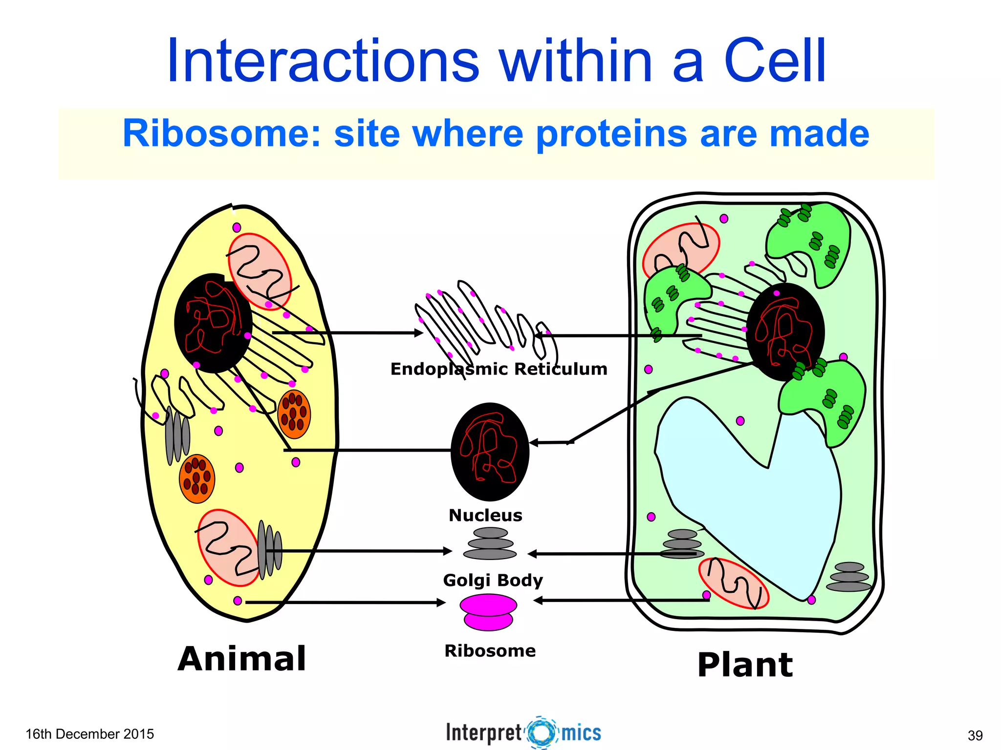 16th December 2015
Interactions within a Cell
Animal Plant
Nucleus
Ribosome
Endoplasmic Reticulum
Golgi Body
Ribosome: site where proteins are made
39
 