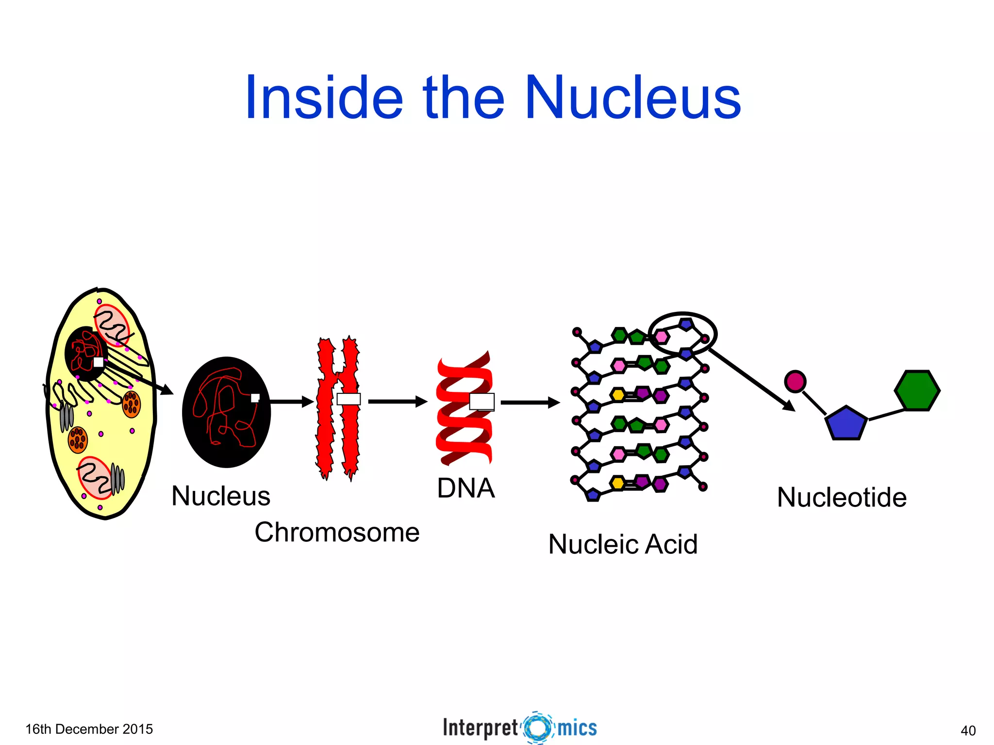 16th December 2015
Nucleus
Chromosome
DNA
Nucleic Acid
Nucleotide
Inside the Nucleus
40
 