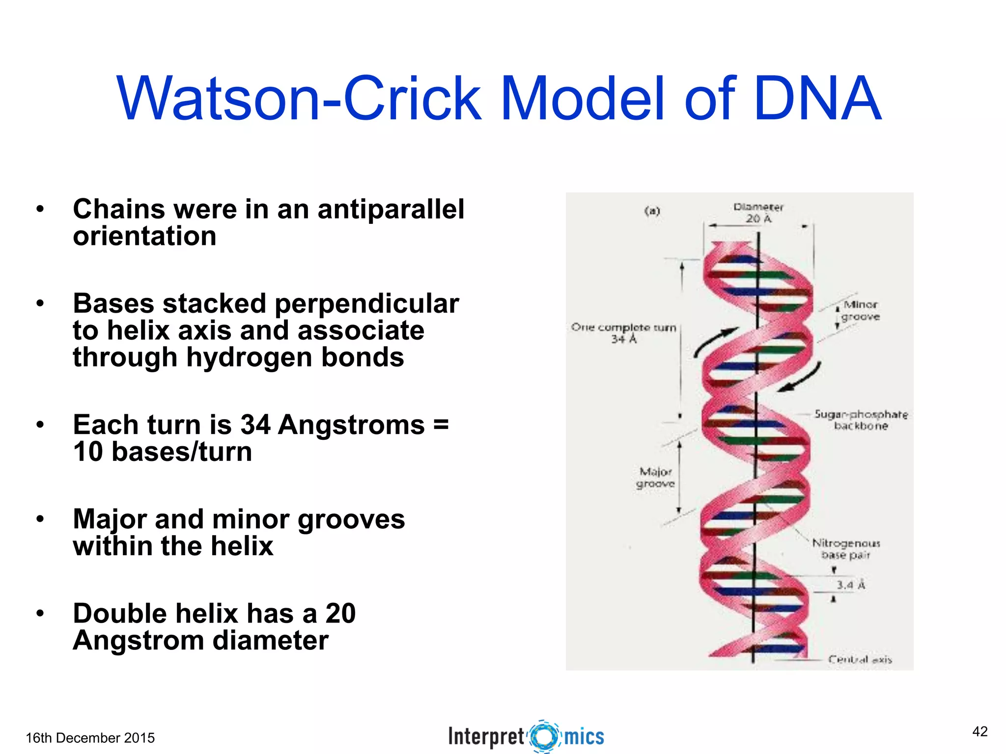 16th December 2015
Watson-Crick Model of DNA
• Chains were in an antiparallel
orientation
• Bases stacked perpendicular
to helix axis and associate
through hydrogen bonds
• Each turn is 34 Angstroms =
10 bases/turn
• Major and minor grooves
within the helix
• Double helix has a 20
Angstrom diameter
42
 