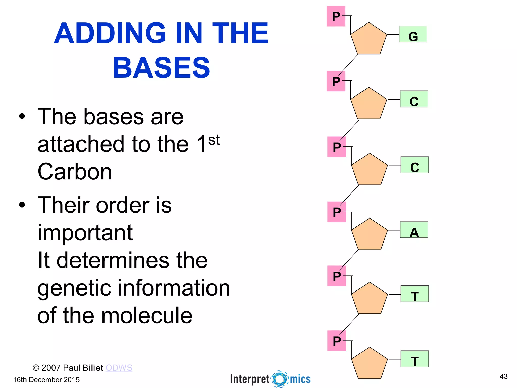 16th December 2015
ADDING IN THE
BASES
• The bases are
attached to the 1st
Carbon
• Their order is
important
It determines the
genetic information
of the molecule
P
P
P
P
P
P
G
C
C
A
T
T© 2007 Paul Billiet ODWS
43
 