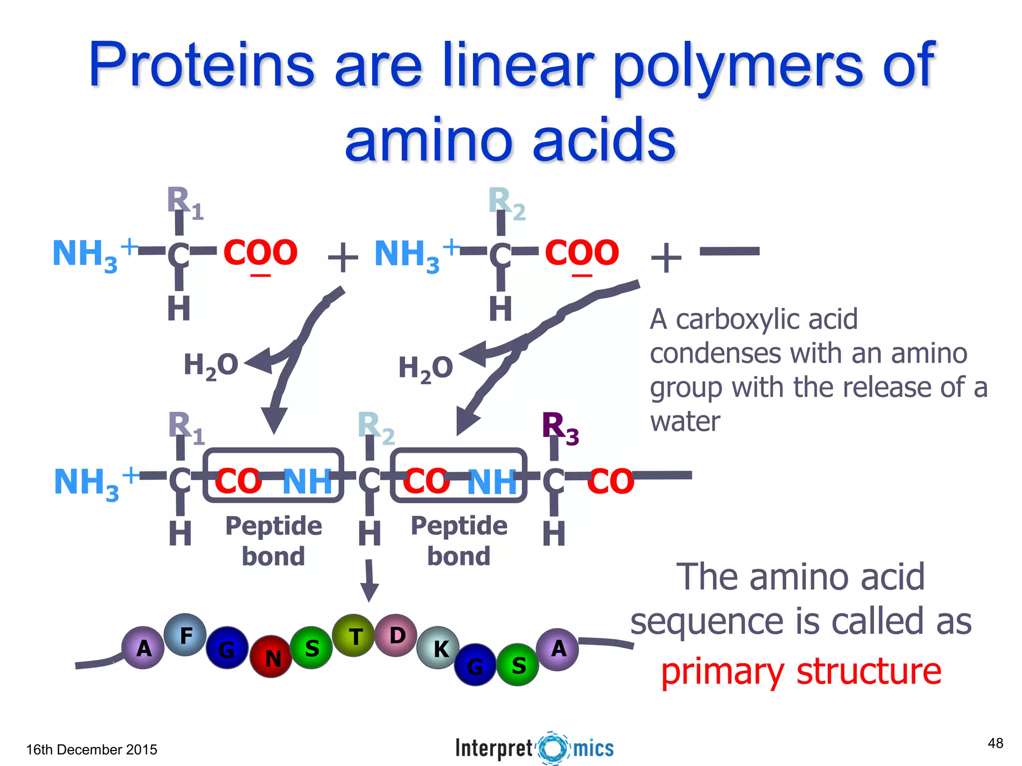 16th December 2015
Proteins are linear polymers of
amino acids
R1
NH3
＋ C CO
H
R2
NH C CO
H
R3
NH C CO
H
R2
NH3
＋
C COO
ー
H
＋
R1
NH3
＋
C COO
ー
H
＋
H2OH2O
Peptide
bond
Peptide
bond
The amino acid
sequence is called as
primary structure
A A
F
NG
G
S
T
S
D
K
A carboxylic acid
condenses with an amino
group with the release of a
water
48
 