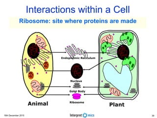 16th December 2015
Interactions within a Cell
Animal Plant
Nucleus
Ribosome
Endoplasmic Reticulum
Golgi Body
Ribosome: site where proteins are made
39
 