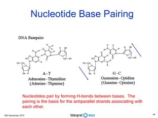 16th December 2015
Nucleotide Base Pairing
Nucleotides pair by forming H-bonds between bases. The
pairing is the basis for the antiparallel strands associating with
each other.
44
 