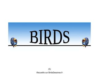 (5)
Recueillis sur BirdsDessines.fr
 