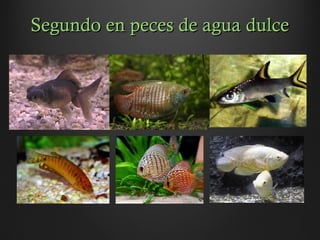 Segundo en peces de agua dulceSegundo en peces de agua dulce
 